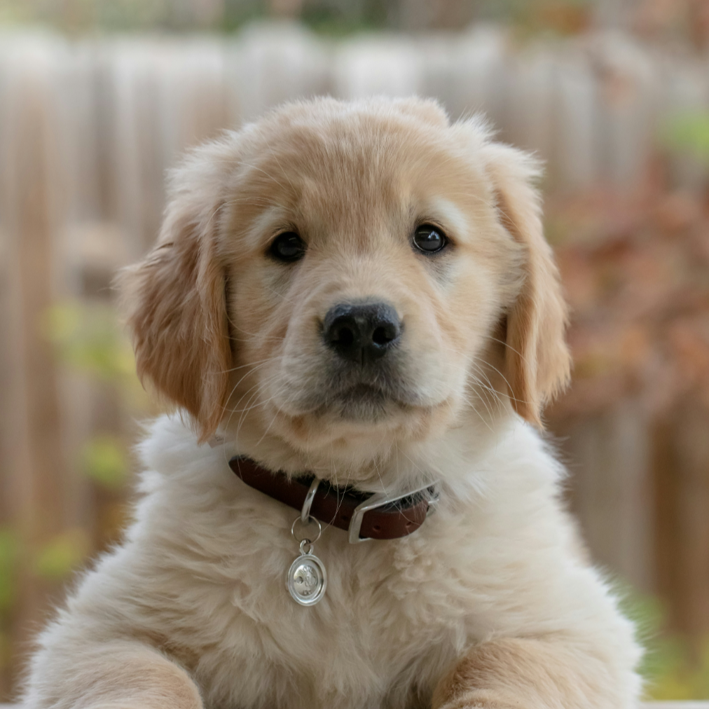 15786985427835215-G3HGED5