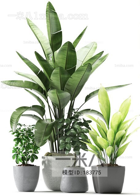 Modern Potted Green Plant