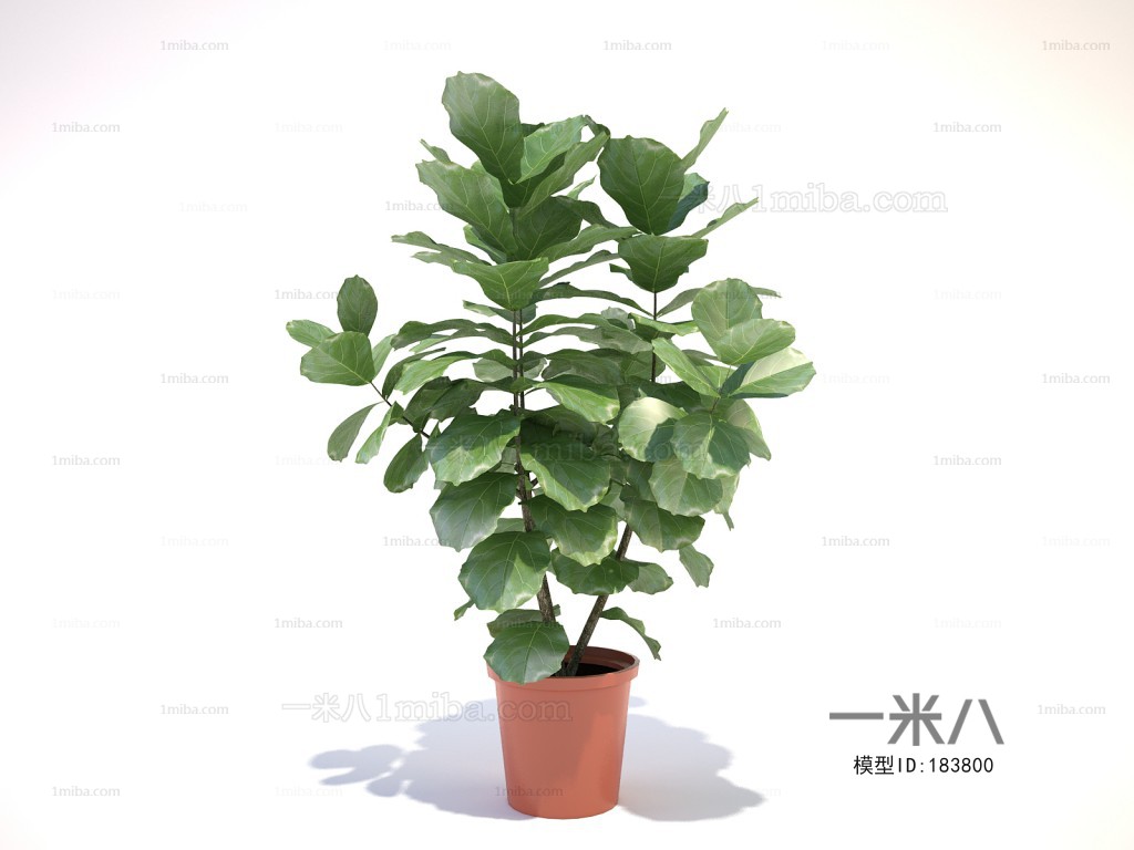 Modern Potted Green Plant