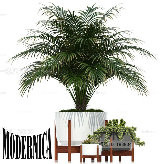 Modern Potted Green Plant