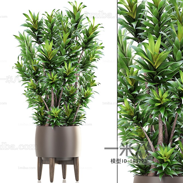 Modern Potted Green Plant