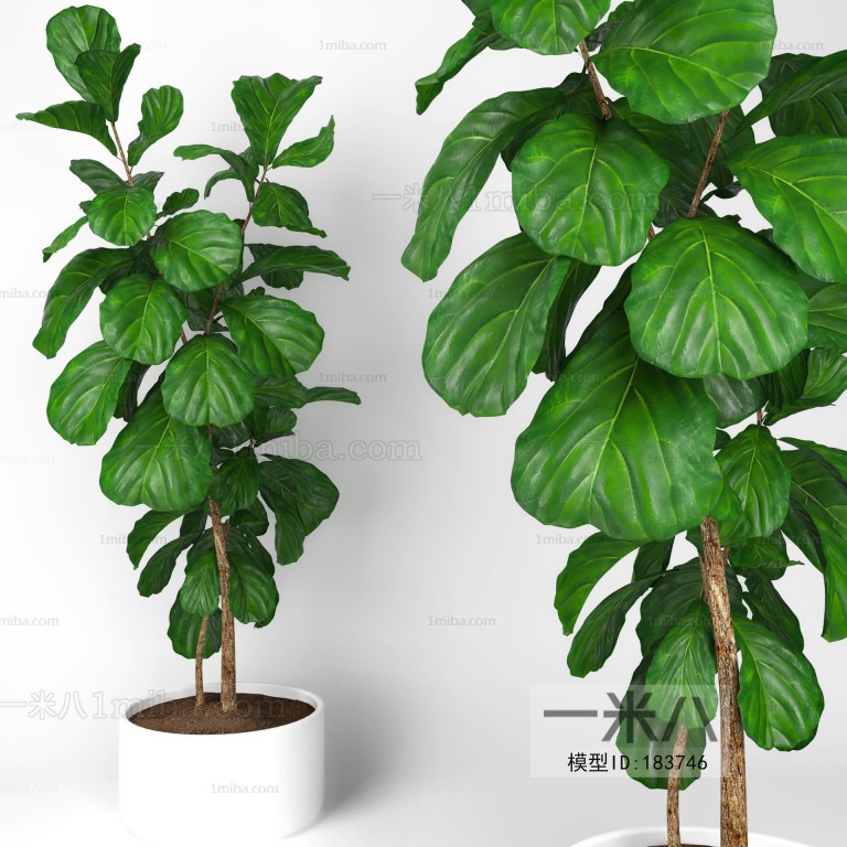 Modern Potted Green Plant