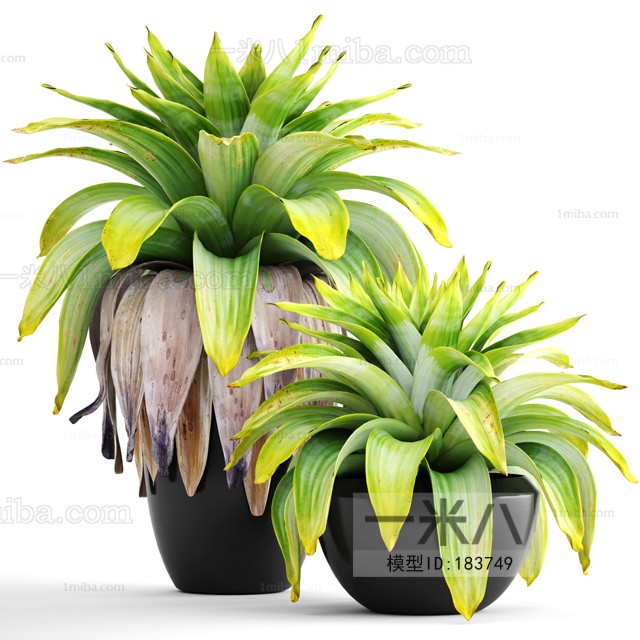 Modern Potted Green Plant