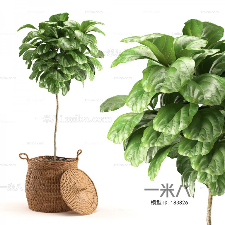 Modern Potted Green Plant