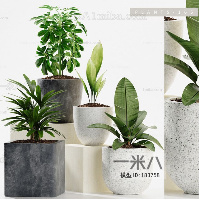 Modern Potted Green Plant