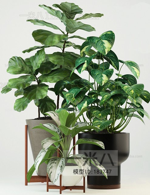 Modern Potted Green Plant