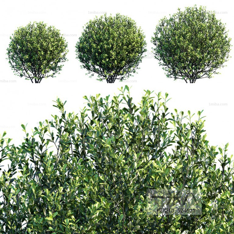 Modern Shrubbery