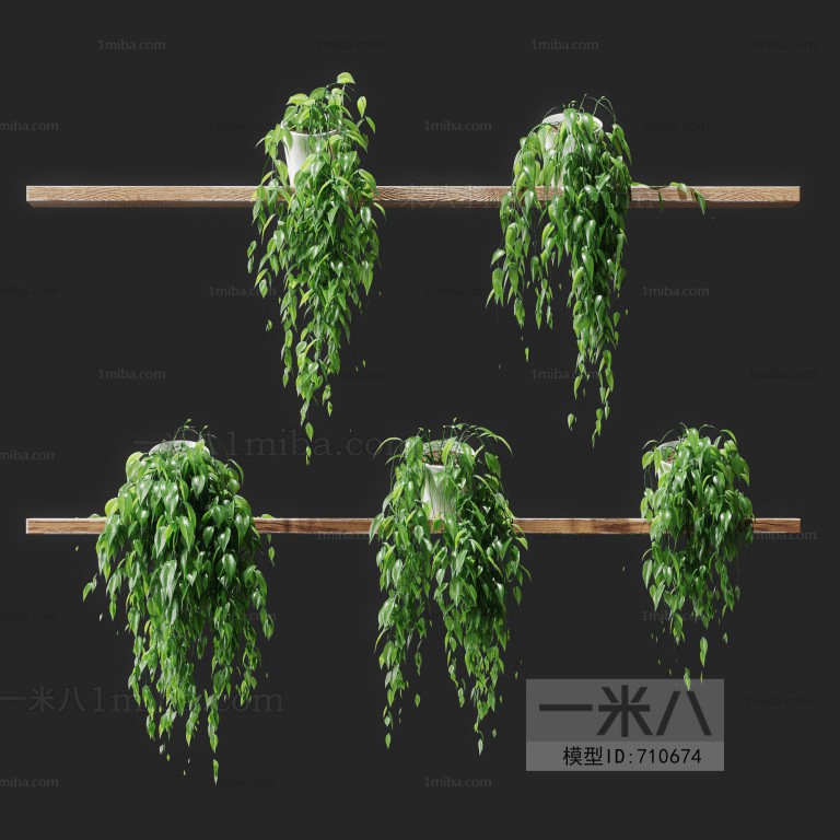 Modern Chlorophytum Comosum