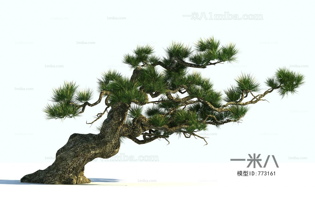 中式迎客松景观树