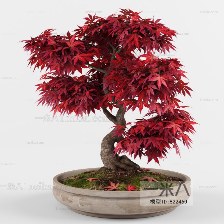 Chinese Style Bonsai