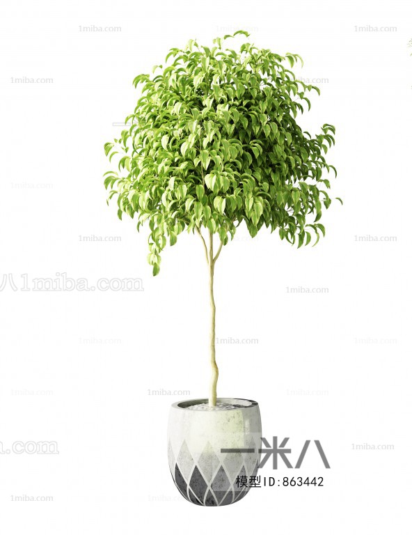 Modern Potted Green Plant