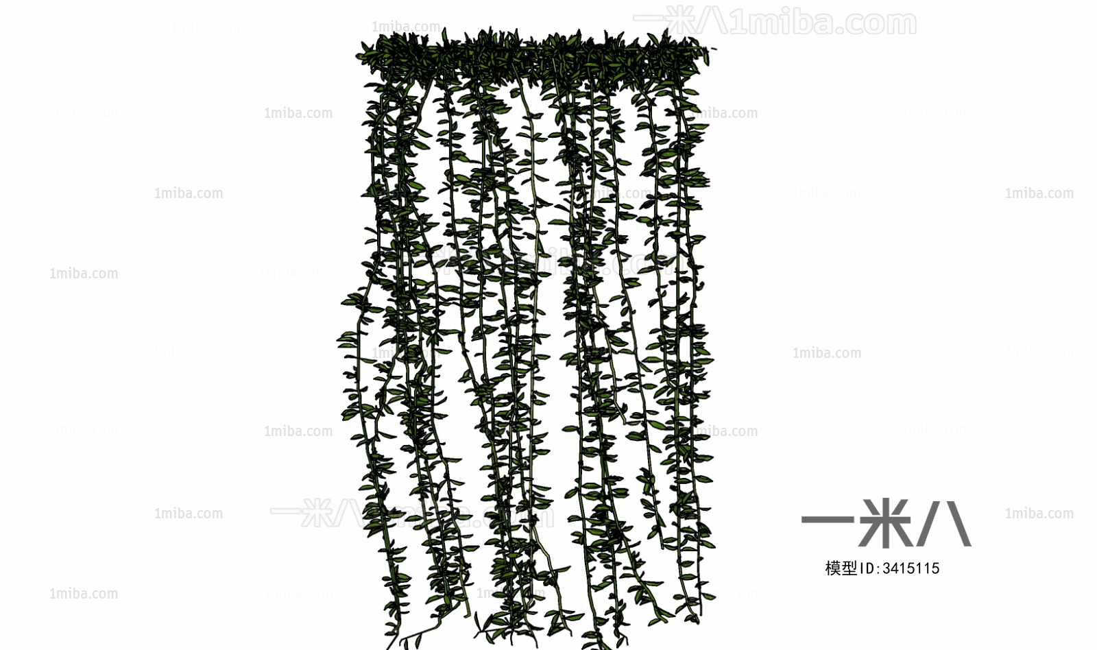 现代藤蔓植物
