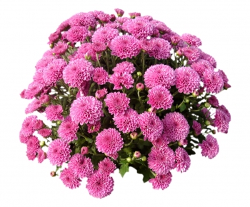 现代植物花卉-ID:630353545
