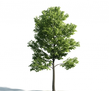 Modern Tree-ID:854427524