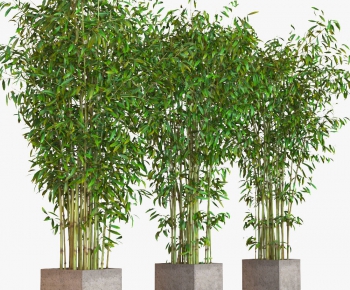 Modern Bamboo-ID:573550317