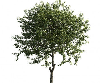 Modern Tree-ID:404883994