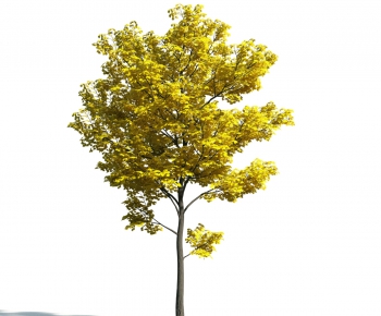 Modern Tree-ID:989385615