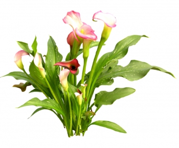 现代植物花卉-ID:542834977