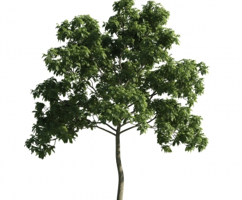 Modern Tree-ID:352705772