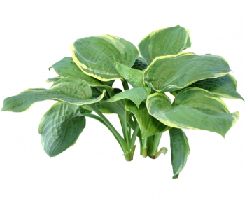 现代绿色植物-ID:142751719