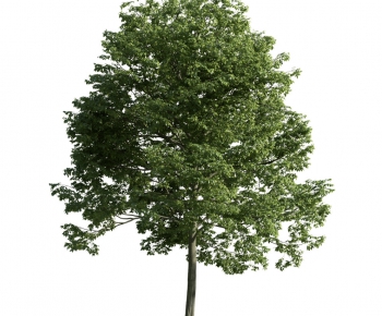 Modern Tree-ID:619793962