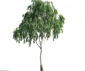 Modern Tree-ID:132769791