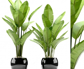 Modern Potted Green Plant-ID:985409169