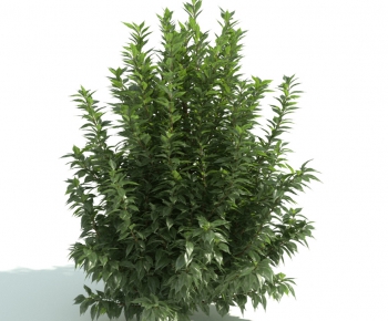 Modern Shrubbery-ID:405294472