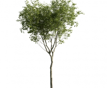 Modern Tree-ID:616152797