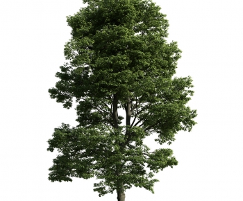 Modern Tree-ID:386364246