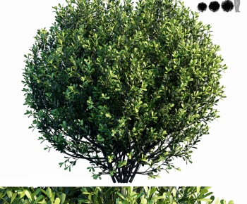 Modern Shrubbery-ID:563724316