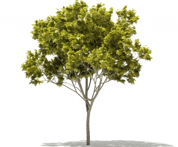 Modern Tree-ID:795106623