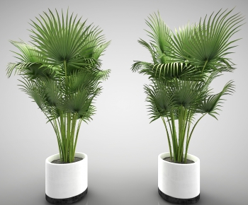 Modern Potted Green Plant-ID:423272245