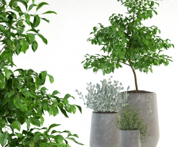 Modern Potted Green Plant-ID:872112544