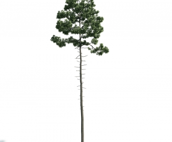 Modern Tree-ID:850756916