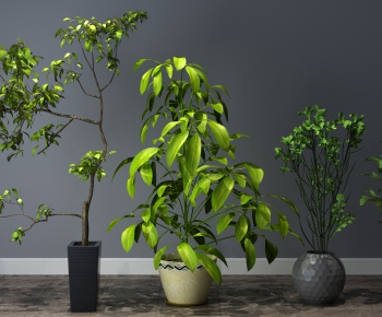 Modern Potted Green Plant-ID:862295824