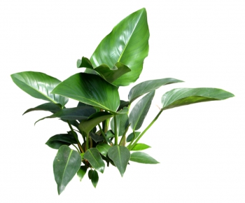 现代绿色植物-ID:920603498