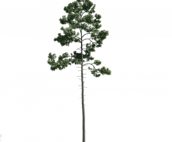 Modern Tree-ID:814881166