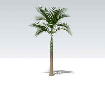 现代椰子树-ID:980924637