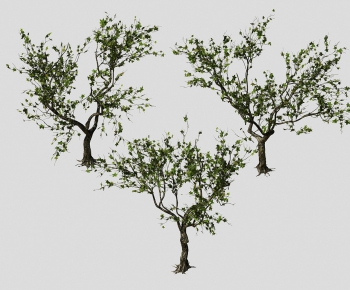 Modern Tree-ID:240121174