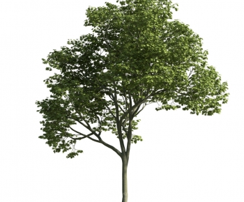 Modern Tree-ID:433451377