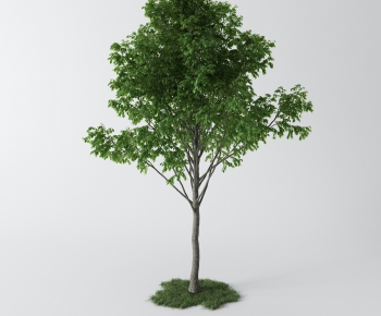 Modern Tree-ID:468321848