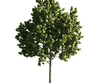 Modern Tree-ID:423119976