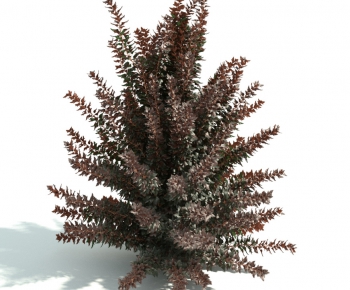 Modern Shrubbery-ID:491209327