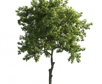 Modern Tree-ID:634485871