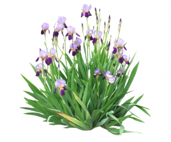 现代植物花卉-ID:499361939