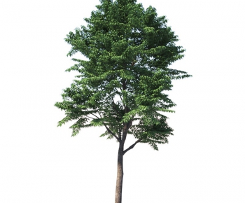 Modern Tree-ID:988544579