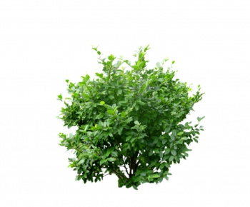 现代绿色植物-ID:660079229