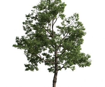 Modern Tree-ID:485322988