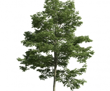 Modern Tree-ID:504575476